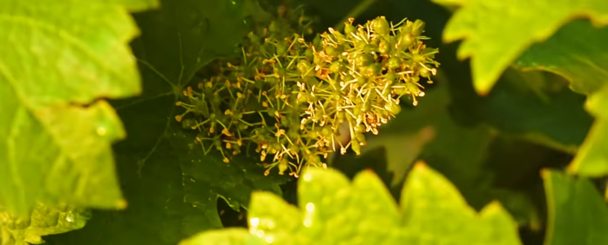 Domaine du Pré Sémélé à Sancerre