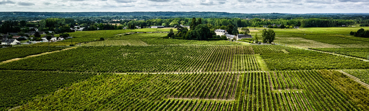 Vignoble du Château de Minière à Bourgueil