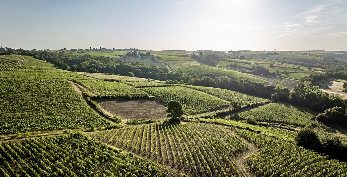 Vignes du Château de Suronde