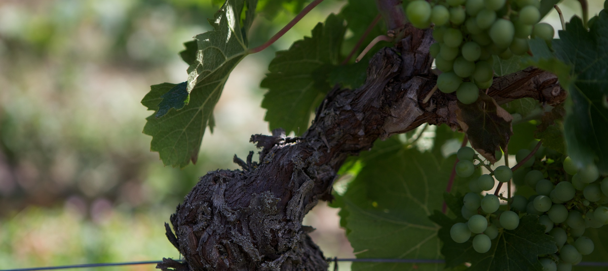 Domaine du Mortier