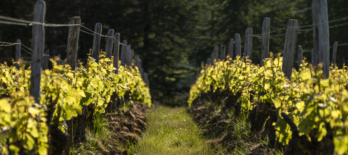 Domaine Denizot à Sancerre