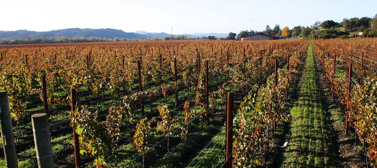Domaine Mérieau - Pépites de Loire