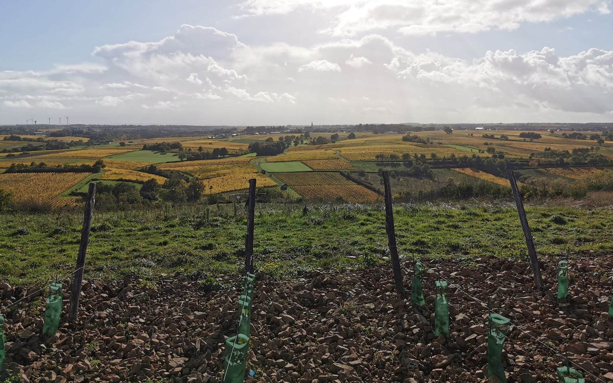 Domaine Ogereau