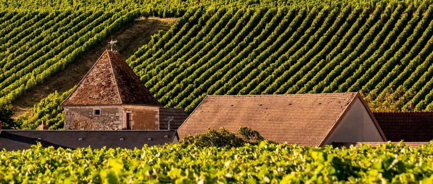 Vignes du Domaine Roger Champault à Sancerre