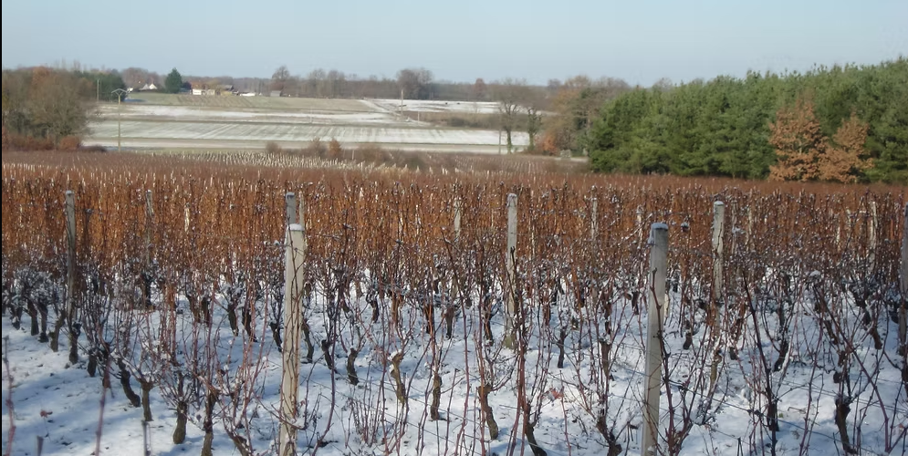 Domaine Sauger - Cheverny & Cour-Cheverny