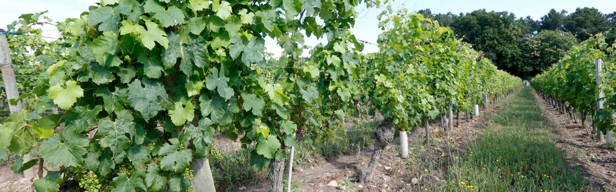 Domaine Yannick Amirault - Pépites de Loire