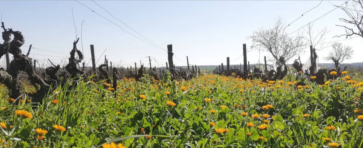 Domaine de Bellivière