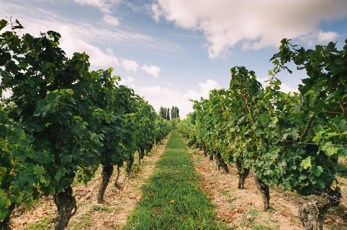 Domaine de Noiré à Chinon