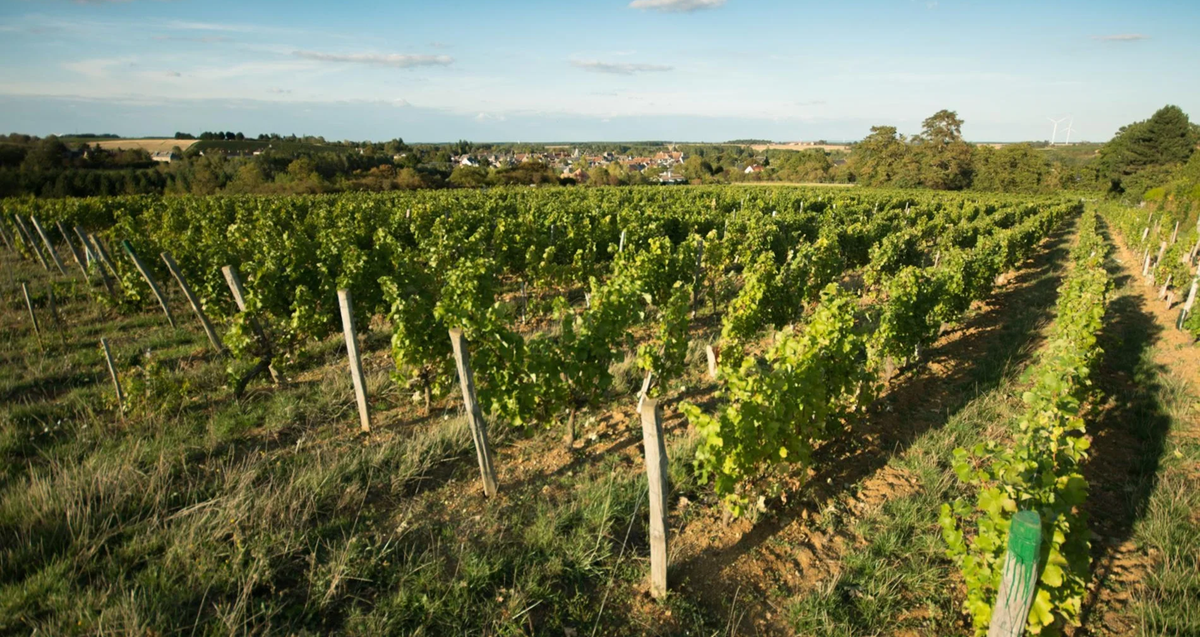 Vignes du Domaine de la Pagerie à Reuilly