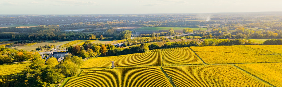 Vignes du Domaine des Aubuisières à Vouvray