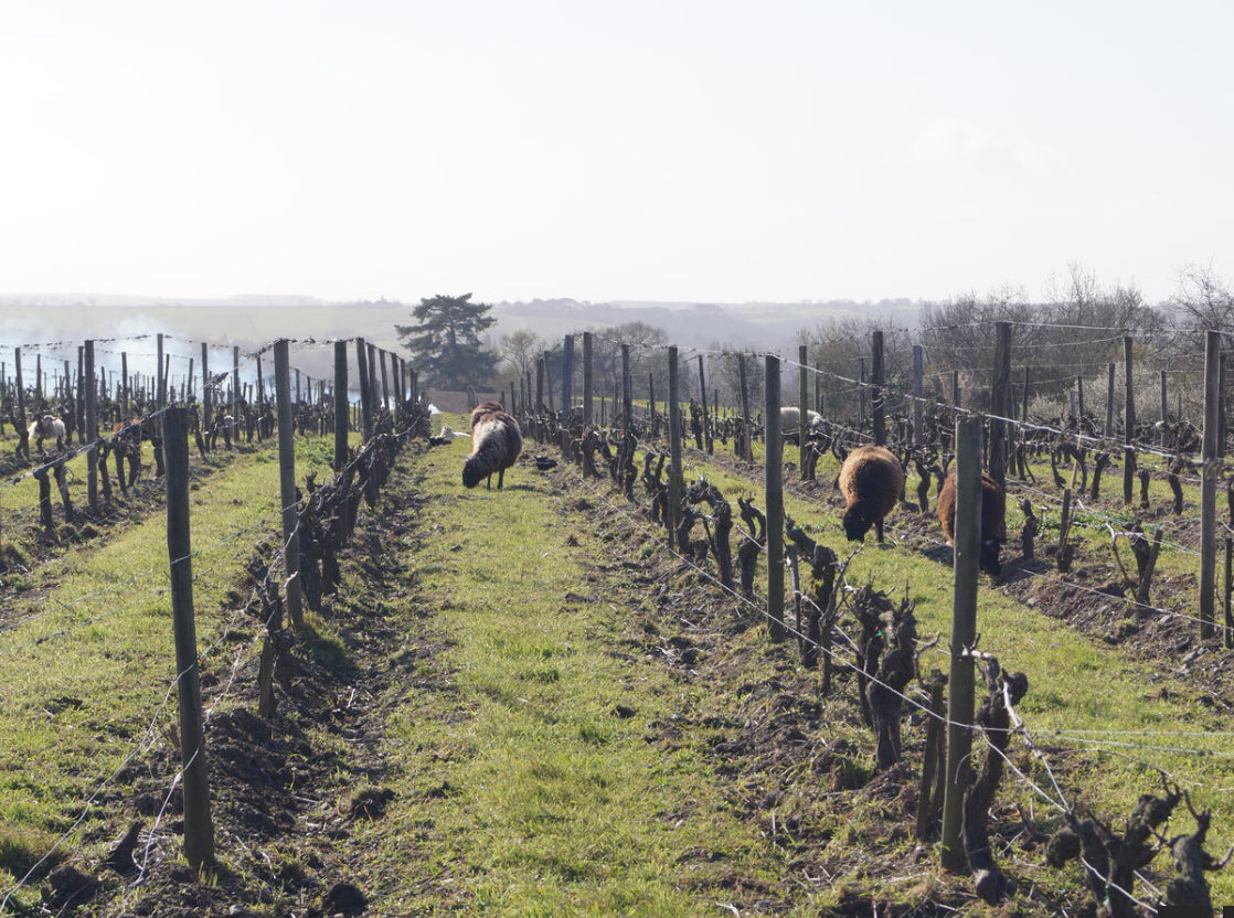 Domaine du Closel