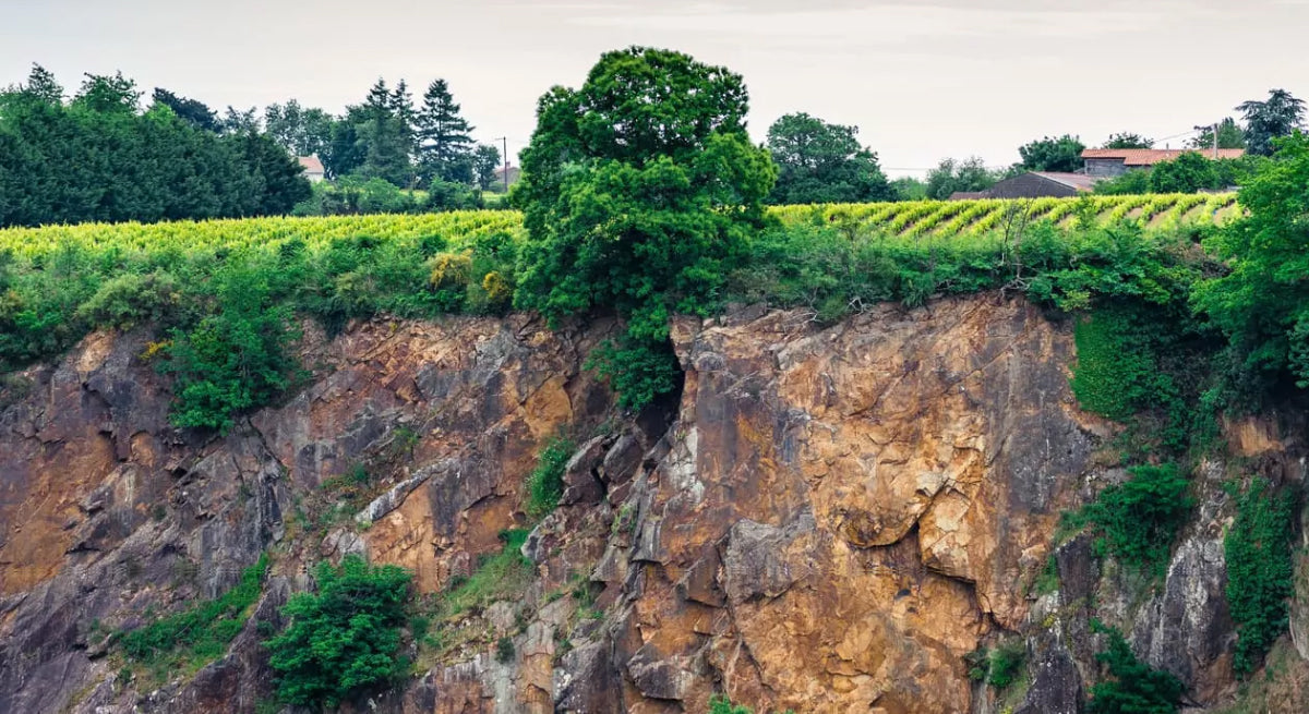 Terroir des Muscadet de la Famille Lieubeau