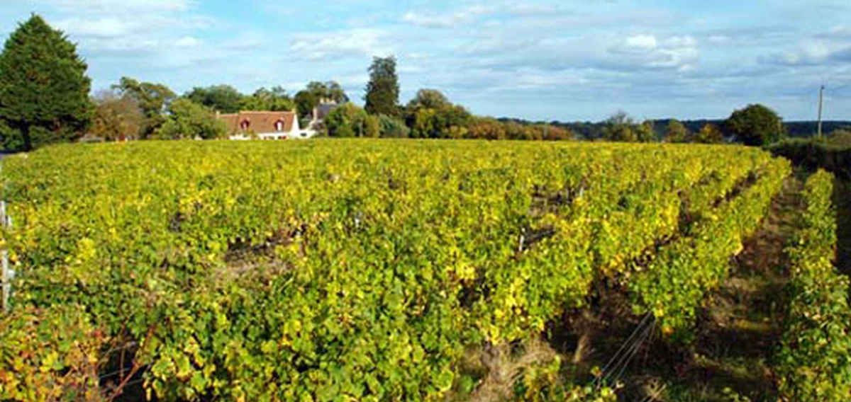 Clos de la Meslerie - Pépites de Loire