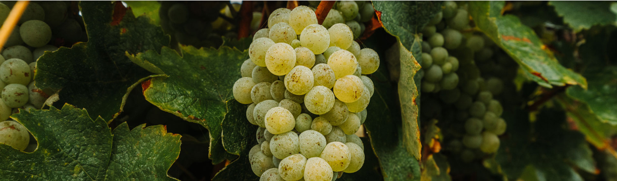 Domaine Les Hautes Noëlles - Muscadet