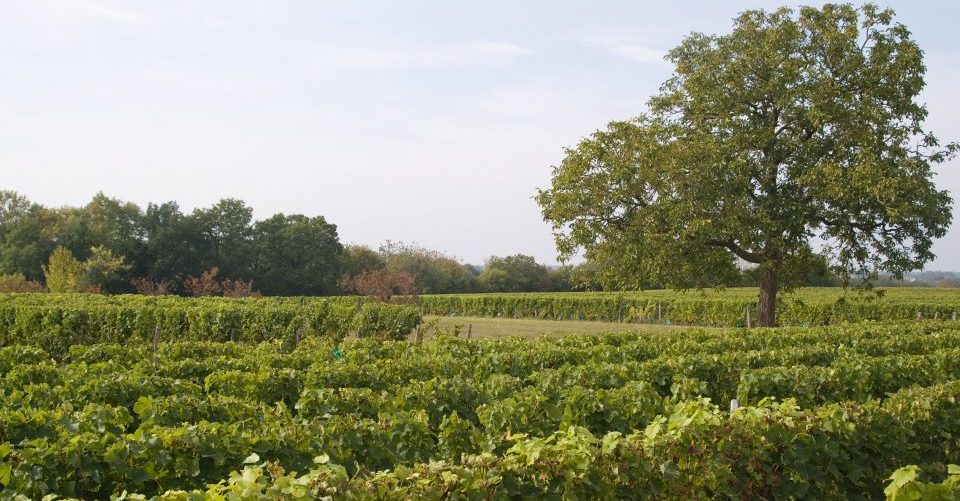 Domaine Mardon - Quincy