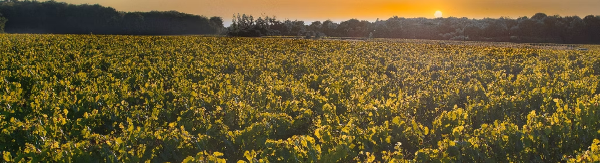 Les vignes de Michel Delhommeau