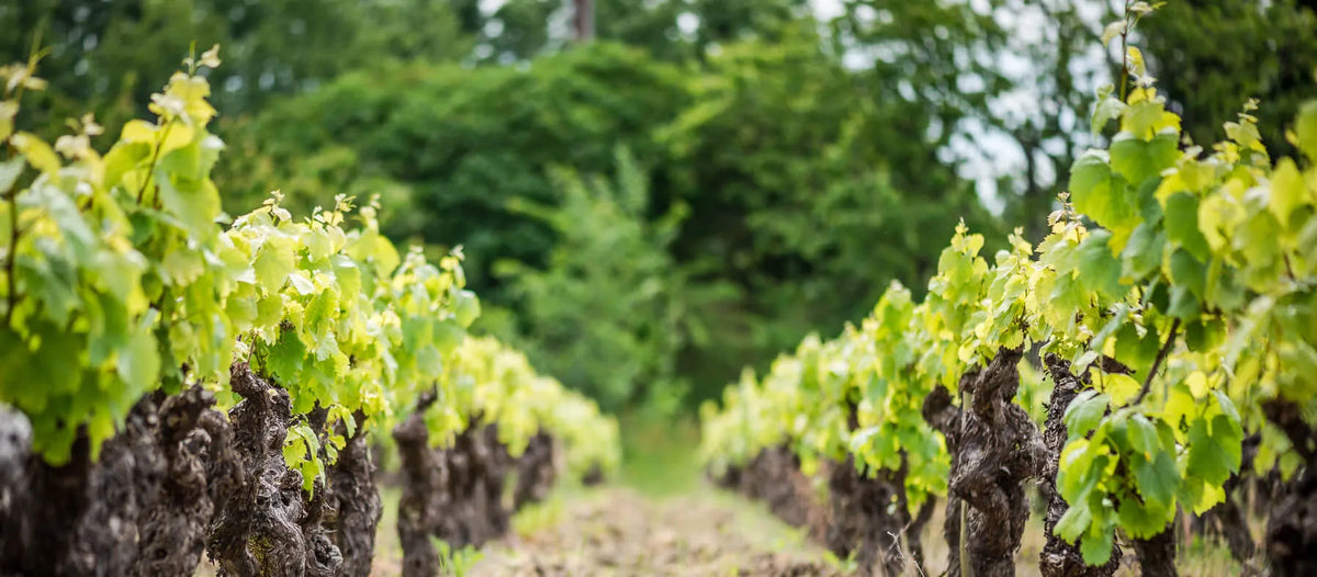 Vignes du Muscadet Sèvres et Maine