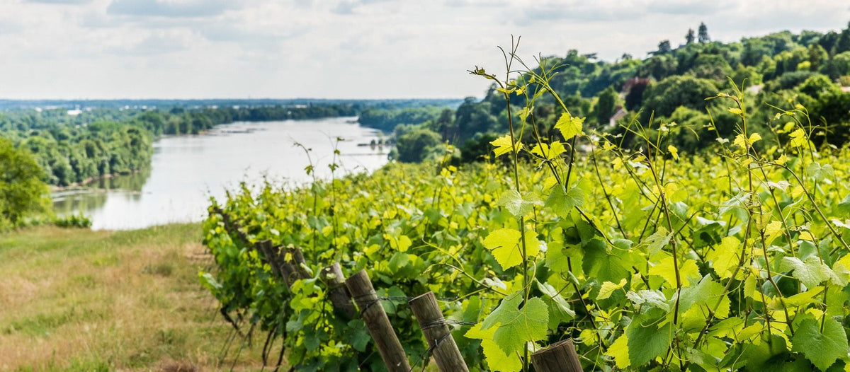 Muscadet Côtes de Grandlieu