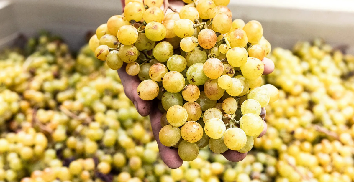 Domaine Antoine Van Remoortere