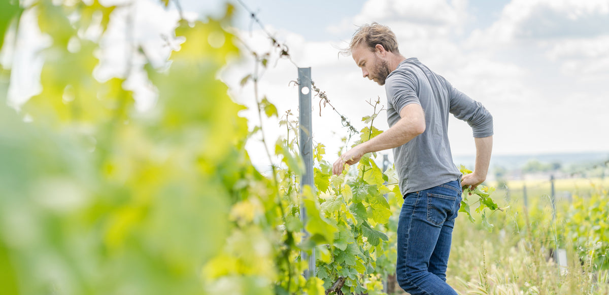 Rémy Mabileau dans ses vignes à Saint Nicolas de Bourgueil
