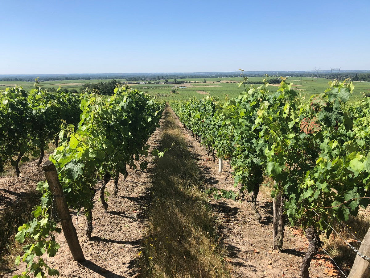Vins de Saint-Nicolas-de-Bourgueil