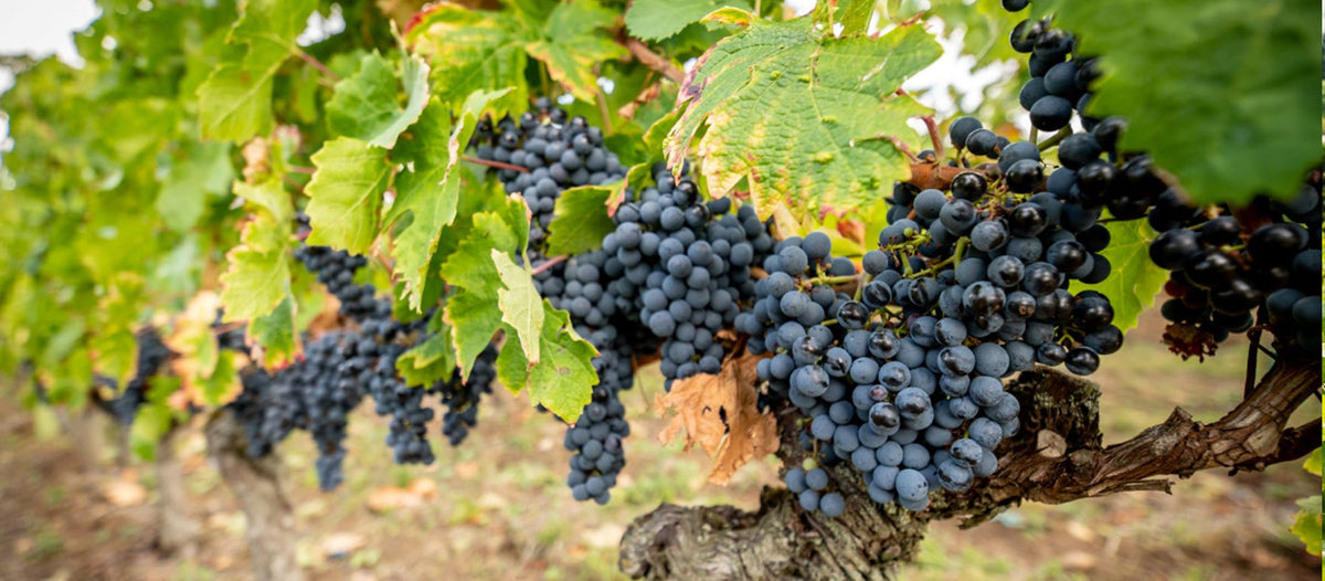 Le Cabernet Franc règne dans les vignes de Saumur Champigny