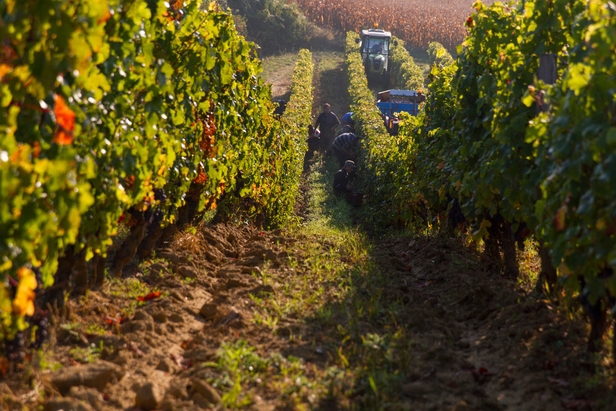 Notre sélection des meilleurs vins de Loire