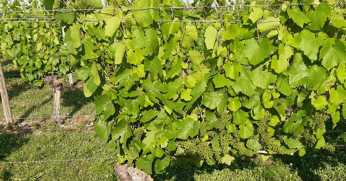 Les vignes du Domaine Jean Wambergue