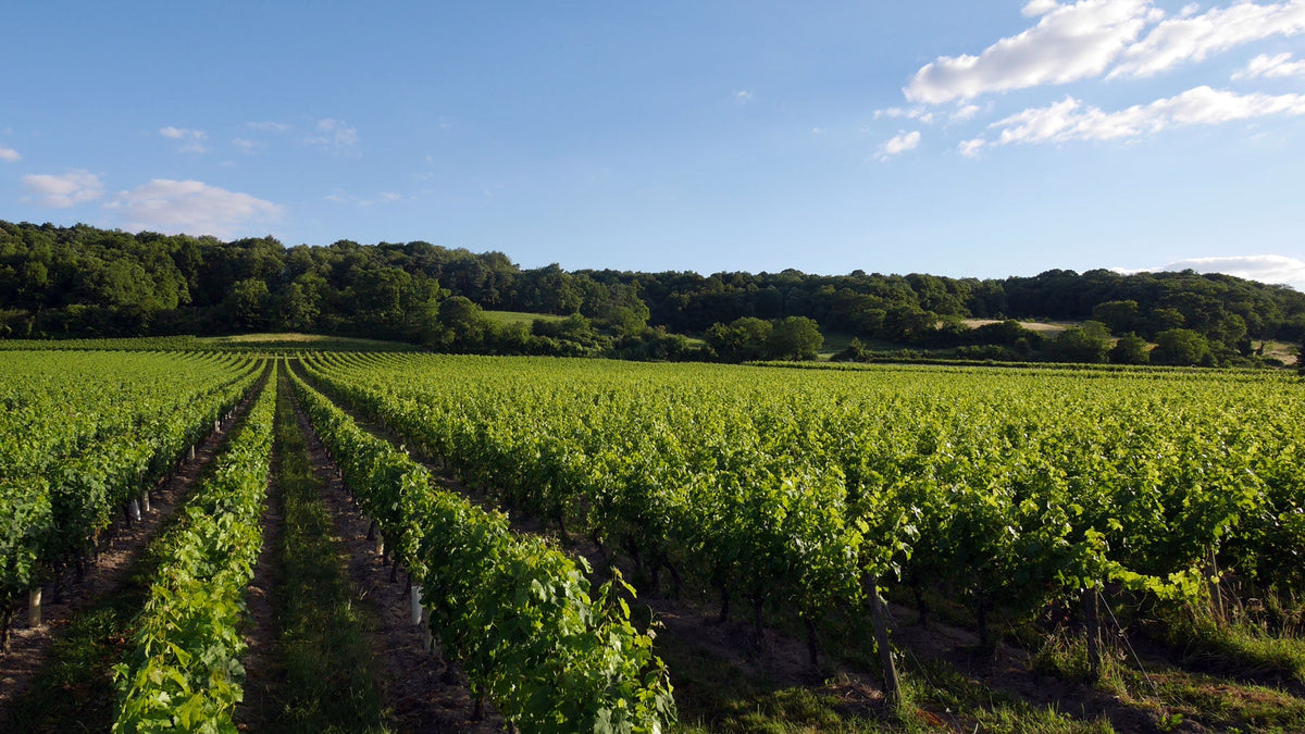 Les meilleurs vins de Bourgueil