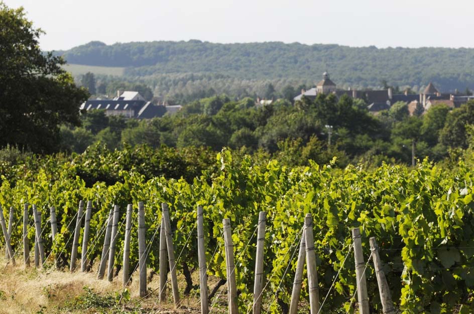 Vignoble du Châteaumeillant