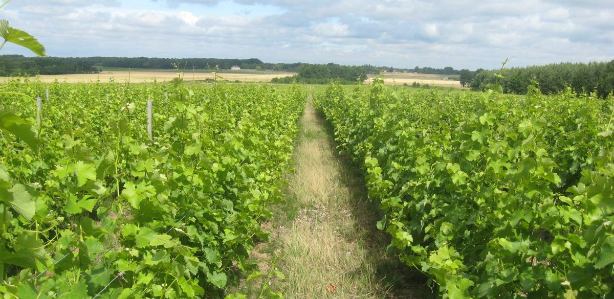 Les meilleurs vins de Cheverny