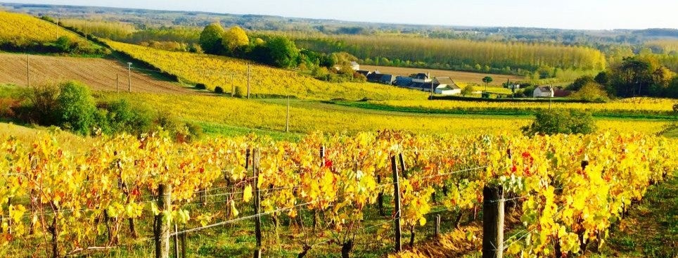 Vignes de Chinon