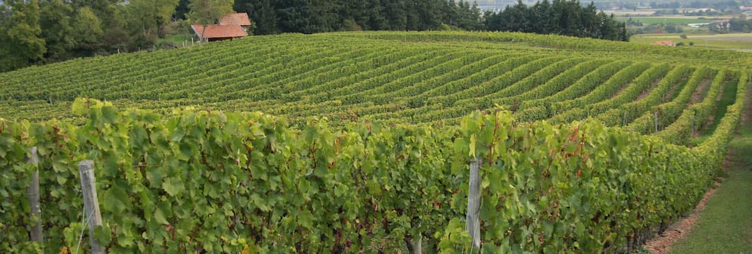 Les meilleurs vins de la Côte Roannaise
