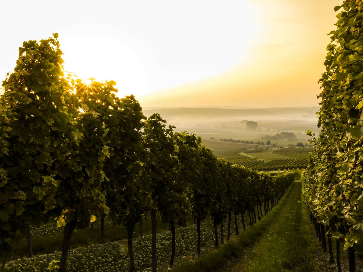 Les meilleurs vins des Coteaux du Loir