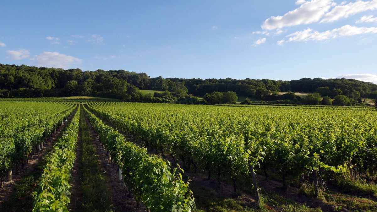 Les Meilleurs vins de Cour-Cheverny 
