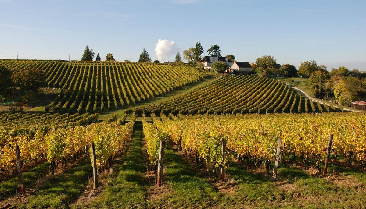 Domaine de la Noblaie - Chinon