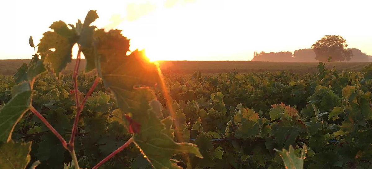 Domaine des Roches Neuves - Pépites de Loire