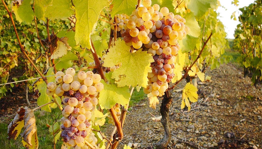 Grands crus de Quarts-de-Chaume
