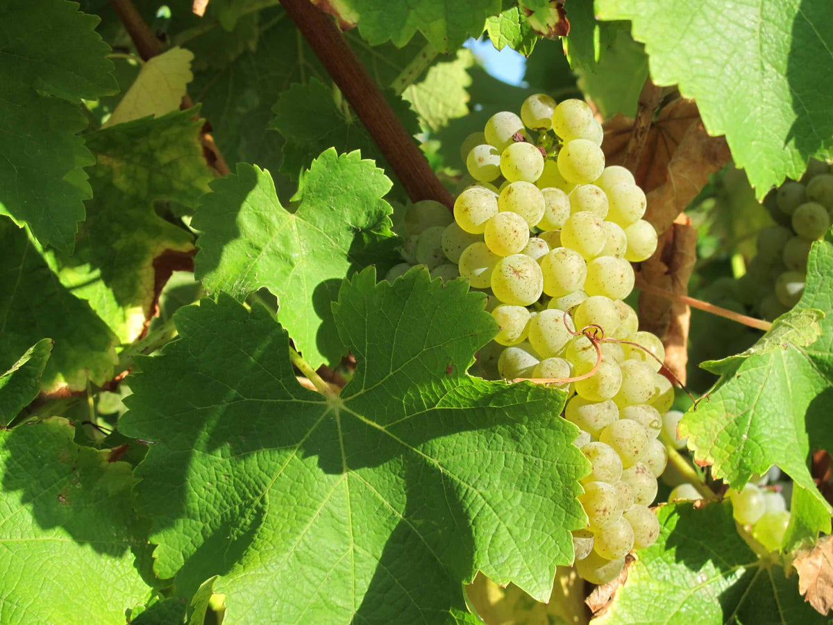 Les meilleurs vins de Quincy