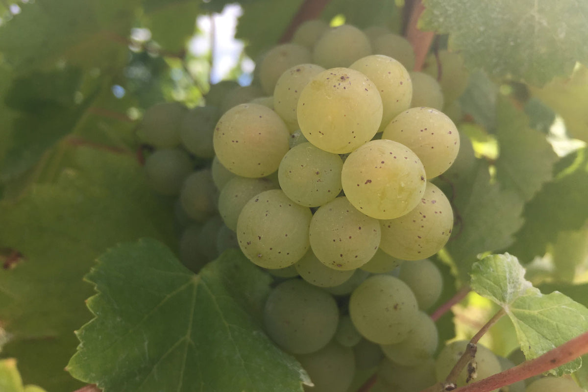 Appellation Reuilly