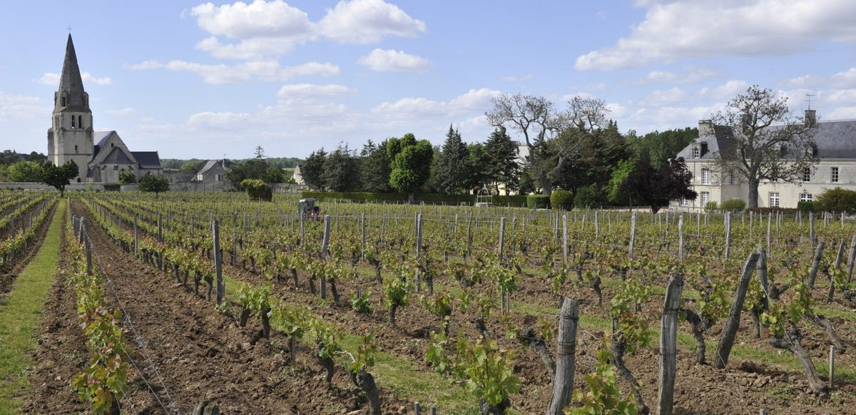 Vignes sur l'appellation Saumur, pays du Tuffeau