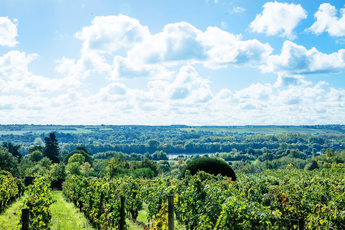 Savennières, un terroir si singulier et si exceptionnel pour le Chenin