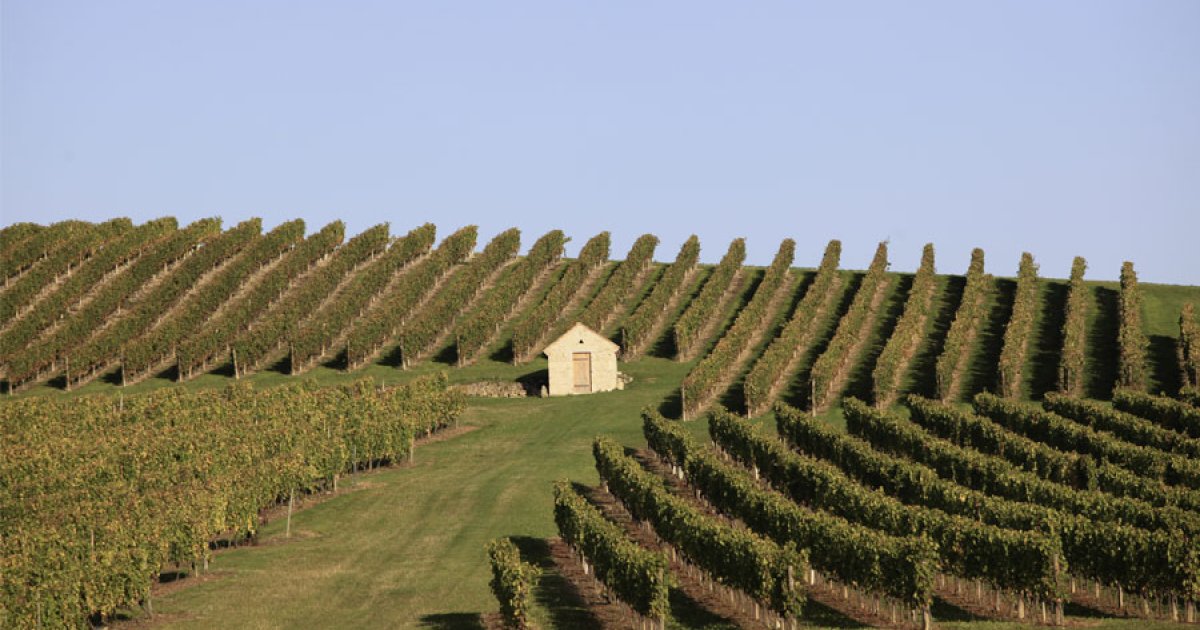 Vignes de l'appellation Saint-Pourçain