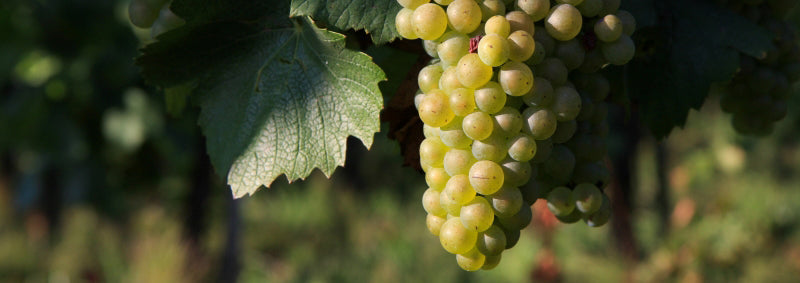 Domaine Sébastien Brunet