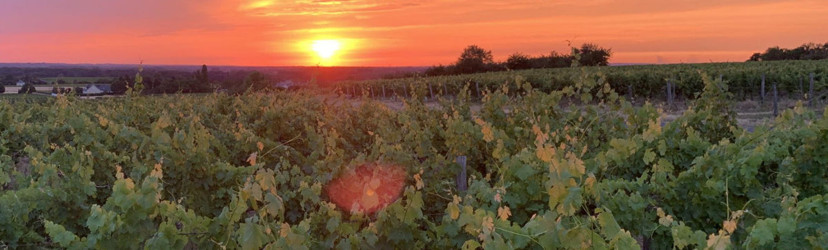 Domaine Olga Raffault à Chinon