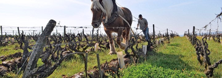 Domaine Huët - L'échansonne - Vouvray