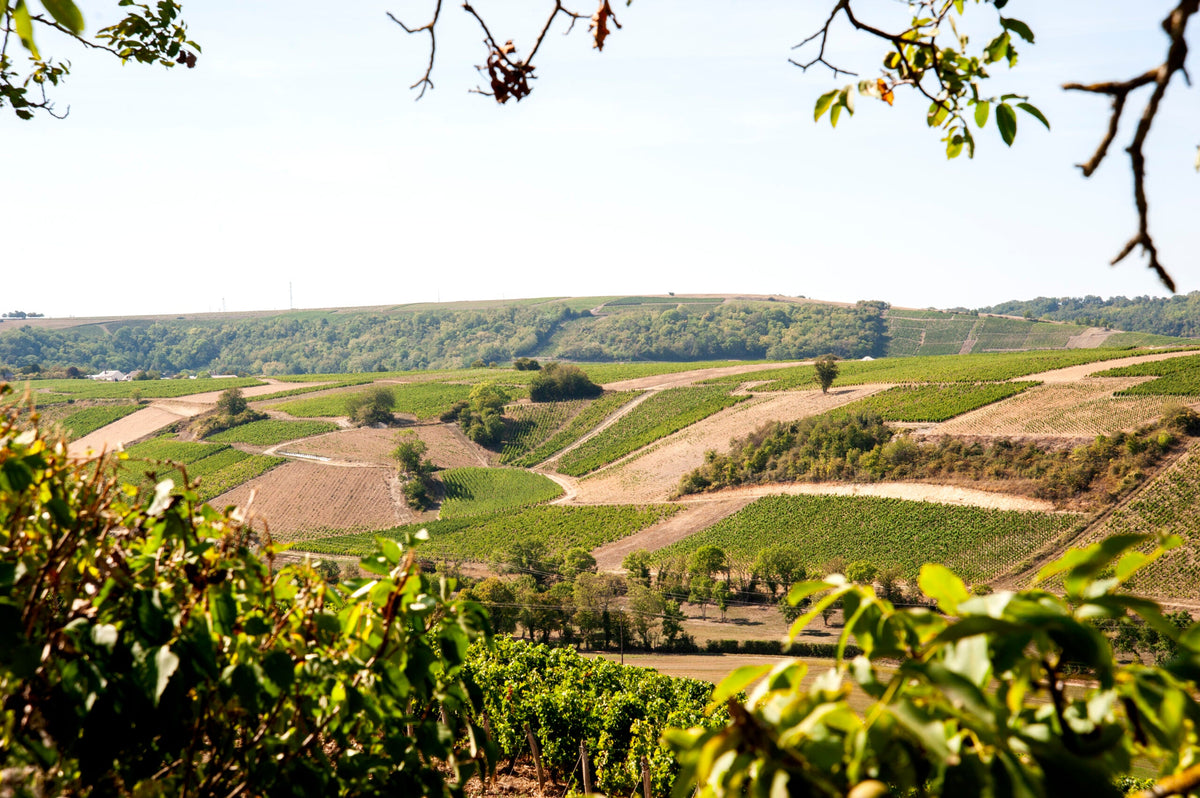 Domaine de Châtenoy - Clémént