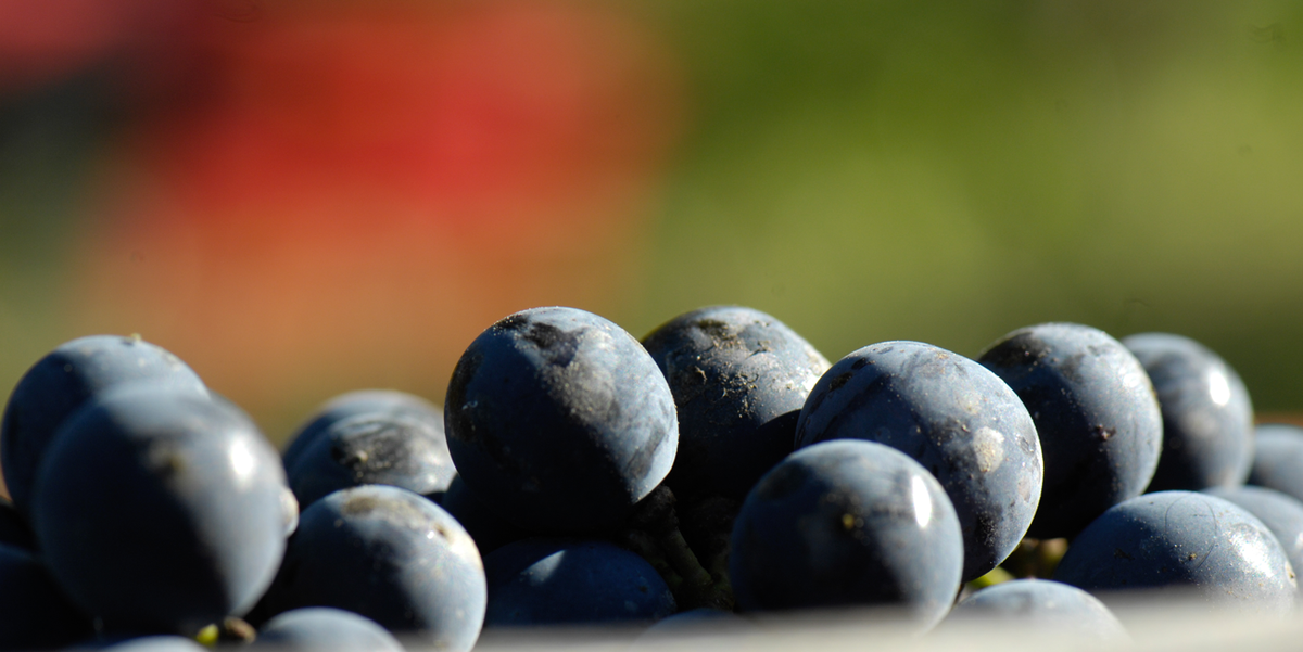 Les raisins de Cabernet franc du Domaine de la Chevalerie